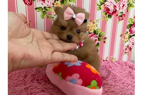 成約済の秋田県のミックス犬-118781の6枚目
