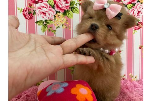 成約済の秋田県のミックス犬-118781の4枚目