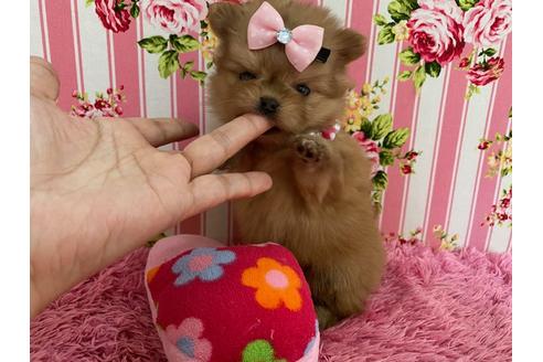 成約済の秋田県のミックス犬-118781の3枚目