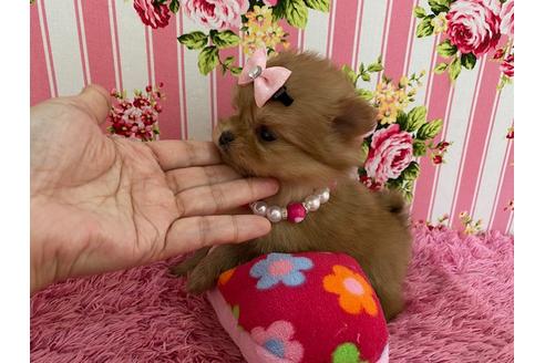 成約済の秋田県のミックス犬-118781の2枚目