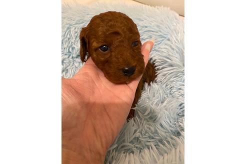 成約済の埼玉県のトイプードル-116497の20枚目