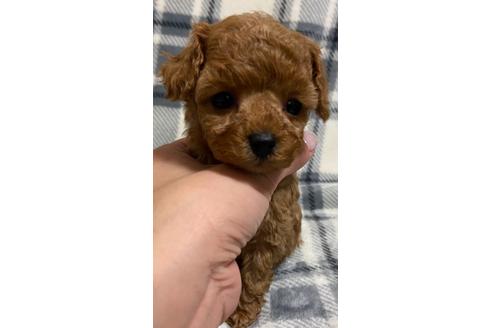 成約済の岡山県のティーカッププードル-117665の8枚目