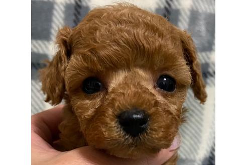 成約済の岡山県のティーカッププードル-117665の7枚目