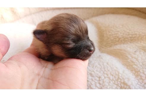 成約済の愛知県のポメラニアン-118787の3枚目