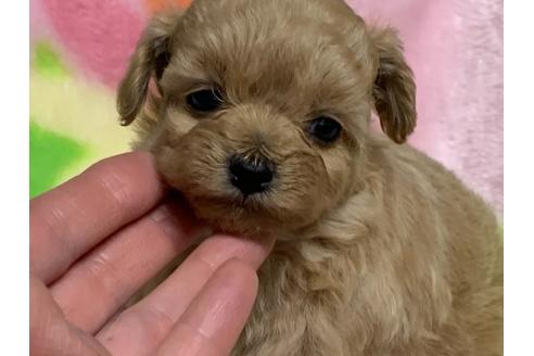 成約済の滋賀県のミックス犬-117444の17枚目