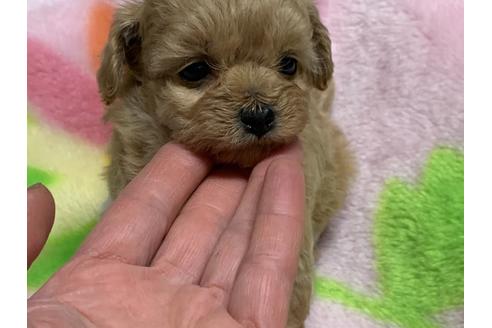 成約済の滋賀県のミックス犬-117444の16枚目