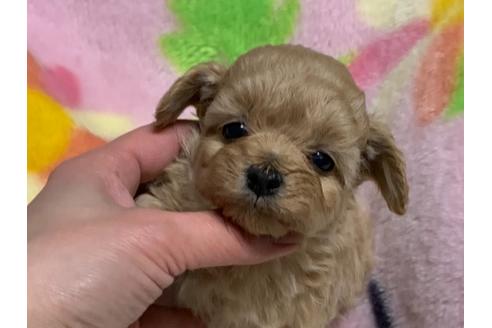 成約済の滋賀県のミックス犬-117444の15枚目