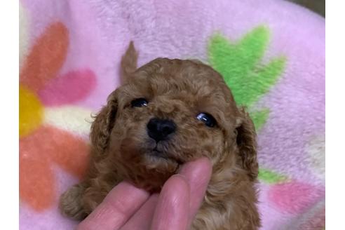 成約済の滋賀県のミックス犬-117440の7枚目