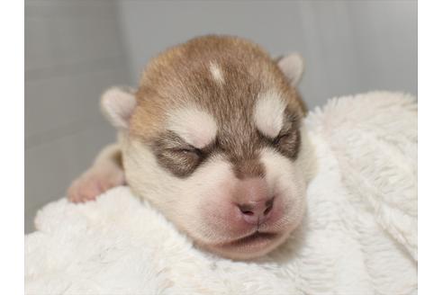 成約済の愛知県のシベリアンハスキー-118788の5枚目