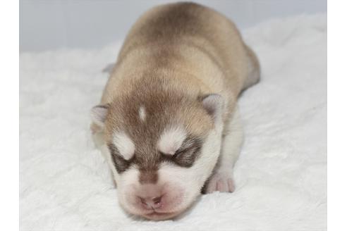 成約済の愛知県のシベリアンハスキー-118788の2枚目