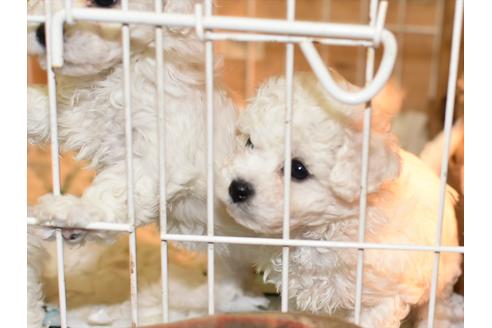 成約済の愛知県のビションフリーゼ-116693の2枚目