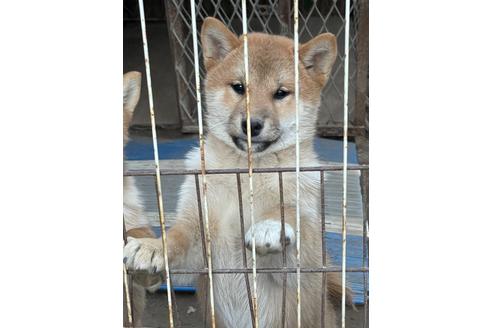 成約済の広島県の柴犬-118793の1枚目