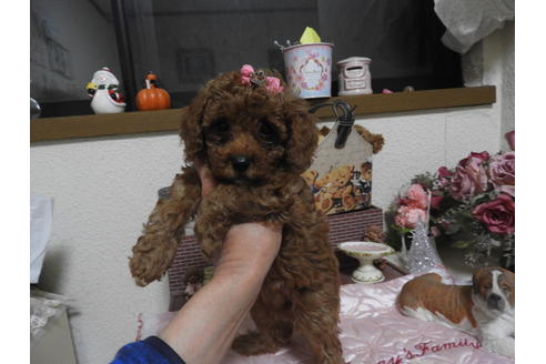成約済の栃木県のタイニープードル-116916の1枚目