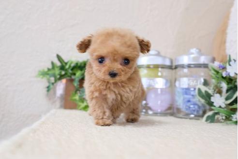 成約済の滋賀県のトイプードル-117211の1枚目