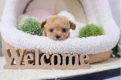 成約済の滋賀県のトイプードル-117211の5枚目