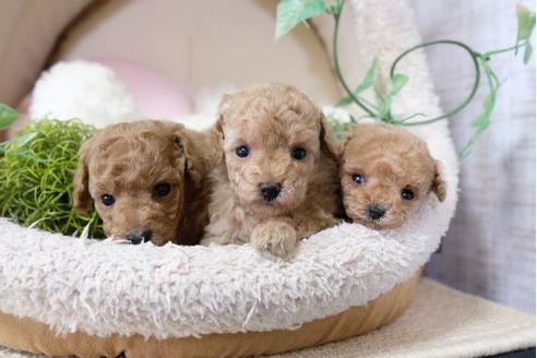 成約済の滋賀県のトイプードル-117211の4枚目