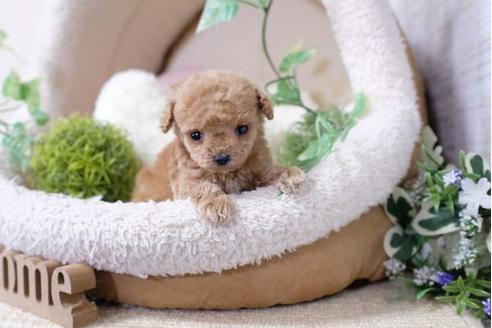 成約済の滋賀県のトイプードル-117211の3枚目