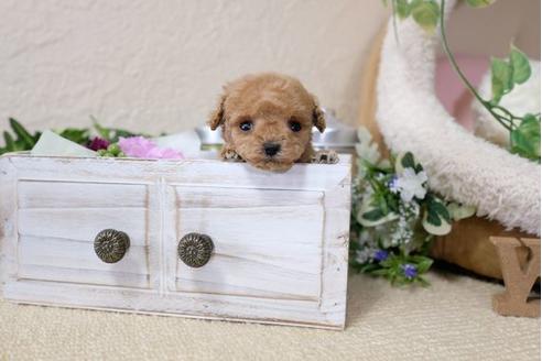 成約済の滋賀県のトイプードル-117211の2枚目