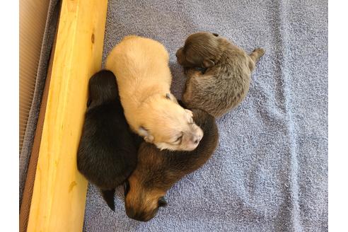 成約済の埼玉県のポメラニアン-118817の3枚目