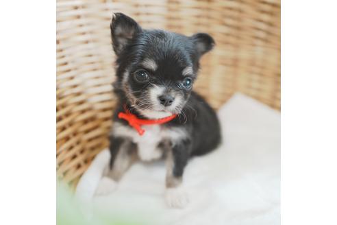成約済の愛媛県のチワワ(ロングコート)-118833の3枚目