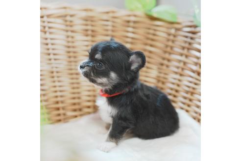 成約済の愛媛県のチワワ(ロングコート)-118833の2枚目