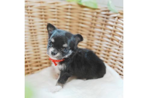 成約済の愛媛県のチワワ(ロングコート)-118833の1枚目