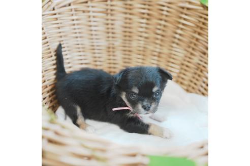 成約済の愛媛県のチワワ(ロングコート)-118837の3枚目