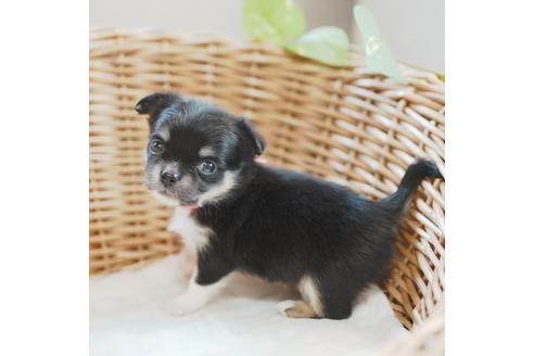 成約済の愛媛県のチワワ(ロングコート)-118837の1枚目