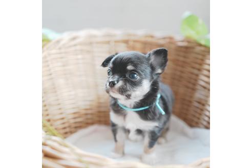 成約済の愛媛県のチワワ(ロングコート)-118838の1枚目