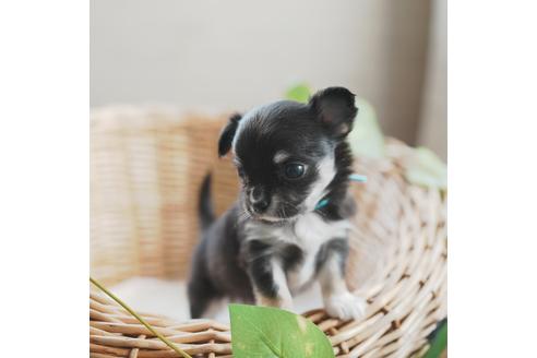 成約済の愛媛県のチワワ(ロングコート)-118838の2枚目