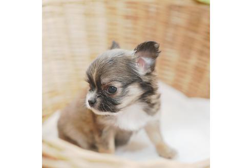 成約済の愛媛県のチワワ(ロングコート)-118839の1枚目