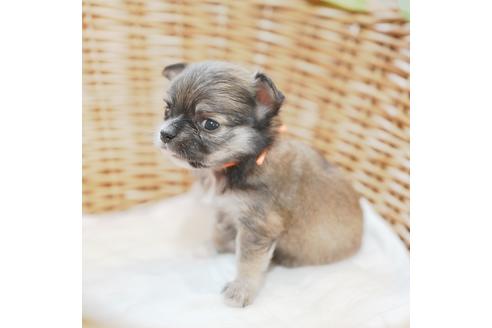 成約済の愛媛県のチワワ(ロングコート)-118839の2枚目