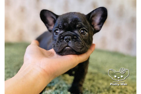 成約済の愛知県のフレンチブルドッグ-118842の6枚目