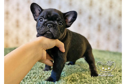 成約済の愛知県のフレンチブルドッグ-118842の5枚目