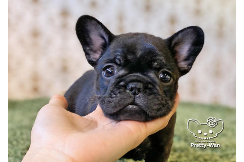 成約済の愛知県のフレンチブルドッグ-118842の1枚目