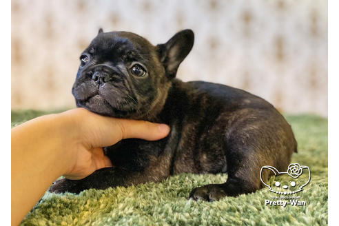 成約済の愛知県のフレンチブルドッグ-118843の5枚目