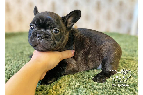 成約済の愛知県のフレンチブルドッグ-118843の3枚目