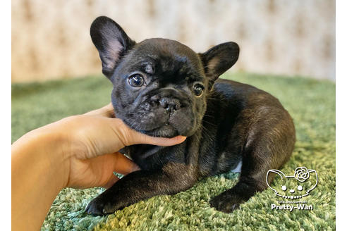 成約済の愛知県のフレンチブルドッグ-118843の4枚目