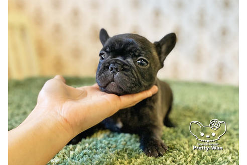 成約済の愛知県のフレンチブルドッグ-118843の2枚目