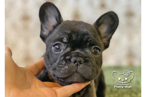 成約済の愛知県のフレンチブルドッグ-118843の1枚目