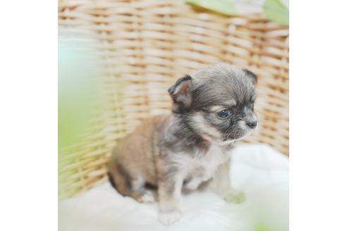 成約済の愛媛県のチワワ(ロングコート)-118841の1枚目
