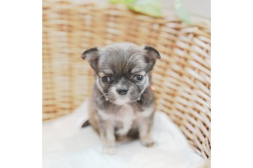 成約済の愛媛県のチワワ(ロングコート)-118841の2枚目