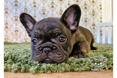 成約済の愛知県のフレンチブルドッグ-118844