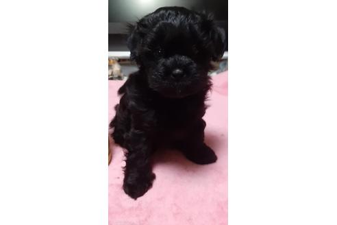 成約済の兵庫県のミックス犬-118845の1枚目