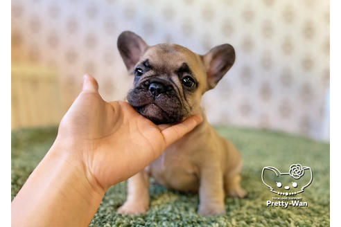 成約済の愛知県のフレンチブルドッグ-118847の7枚目