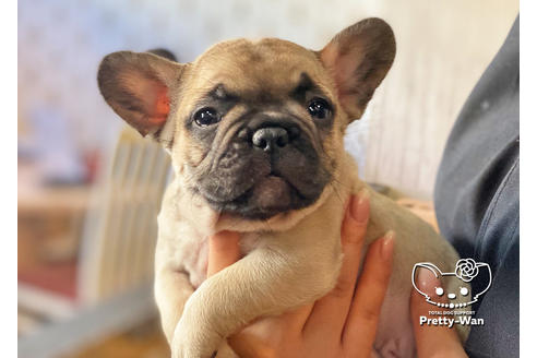 成約済の愛知県のフレンチブルドッグ-118847の4枚目