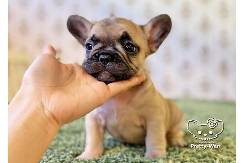 成約済の愛知県のフレンチブルドッグ-118847の2枚目