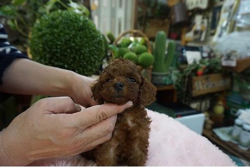 成約済の京都府のタイニープードル-117855の2枚目