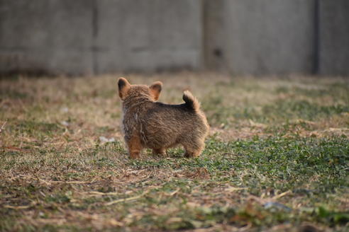 成約済の群馬県のノーリッチテリア-117568の2枚目