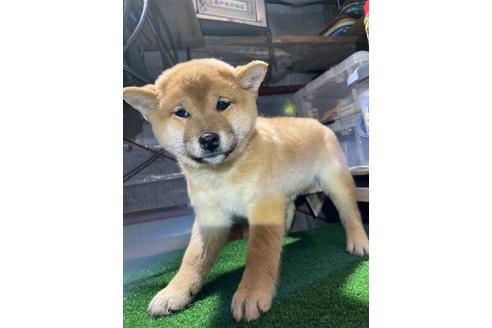 成約済の広島県の柴犬-118872の1枚目